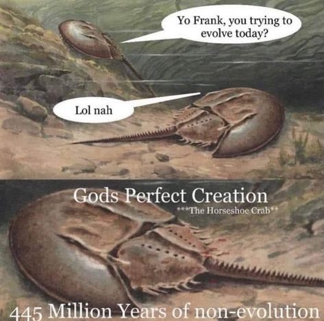 Crab Meme, Art History Memes, Horseshoe Crab, History Humor, In Memes, Prehistoric Animals, Animal Jokes, Really Funny Pictures, Funny Comics