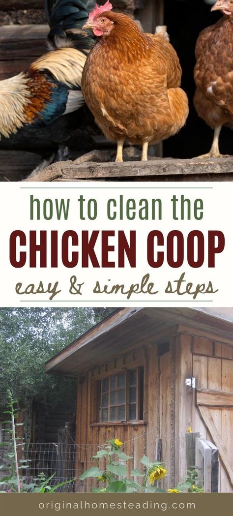 Coop Cleaner, Clean Chicken Coop, Diy Coop, Baby Chicks Raising, Chicken Shed, Chicken Care, Clean Chicken, Raising Chicks, Natural Disinfectant