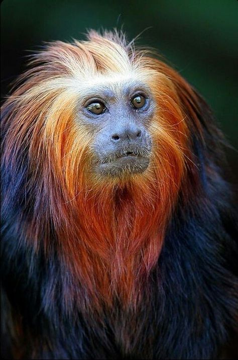 Monkey Golden Lion Tamarin, Regard Animal, A Monkey, Unusual Animals, Rare Animals, Endangered Animals, Primates, Animal Planet, Animal Photo