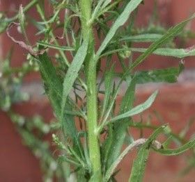 Herb Garden In Kitchen, Second Pregnancy, Common Names, Wild Plants, Medicinal Herbs, Medicinal Plants, Herbal Medicine, Herb Garden, Apothecary