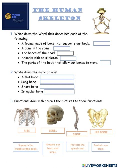 Human Skeleton Worksheet, Skeleton Worksheet For Grade 3, Skeleton Worksheet, Bones Of The Head, Skeletal System Activities, Skeletal System Worksheet, Skeleton System, Body Skeleton, Classroom Assessment