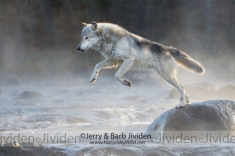 Gray Wolf Jumping Stream Wolf Jumping, Wolf Reference, Wolf Pics, Wolf Poses, Side Profiles, Greek Font, Wolf World, Wolf Running, Maned Wolf