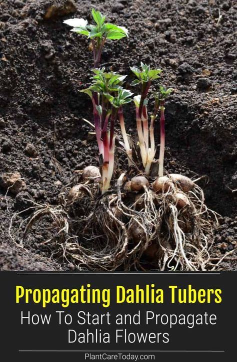 Dahlia tubers are widely used as a flowerpot plant. Propagating dahlia tubers is very simple. In this article we explain how to do it. Terraced Vegetable Garden, Dahlia Tubers, Dahlias Garden, Growing Dahlias, Dahlia Flowers, Garden Calendar, Growing Plants Indoors, Starting A Garden, Garden Maintenance