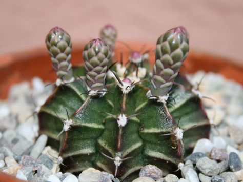 Gymnocalycium mihanovichii – Chin Cactus, Plaid Cactus - See more at: http://worldofsucculents.com/gymnocalycium-mihanovichii-chin-cactus-plaid-cactus Xeriscape Landscaping, Gymnocalycium Mihanovichii, Cactus Seeds, Cactus Planta, Wall Stickers Quotes, Succulent Seeds, Blooming Cactus, Small Cactus, Seed Pack