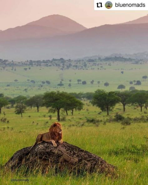 Breathtaking featured... - Predators in African Savannah | Facebook Uganda Africa, African Savannah, King Lion, African Travel, Mountain Gorilla, Exotic Animals, Africa Safari, Out Of Africa, African Animals