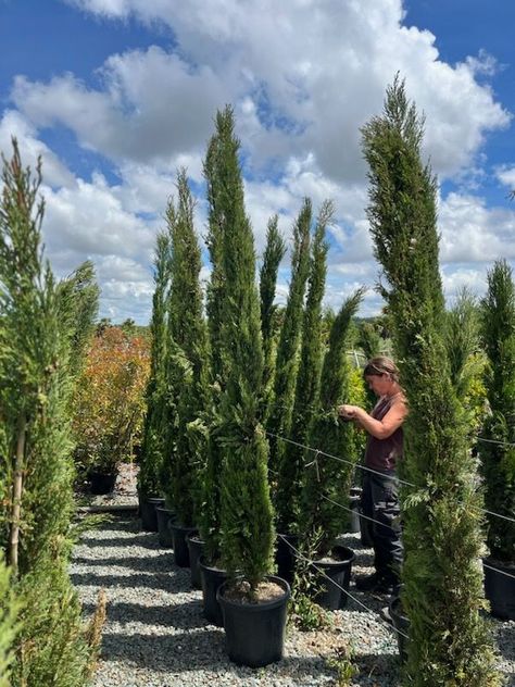 Bottle Green Colour, Italian Cypress Trees, Cupressus Sempervirens, Italian Cypress, Laurus Nobilis, Bay Tree, Tree Fern, Cypress Trees, Garden Centre