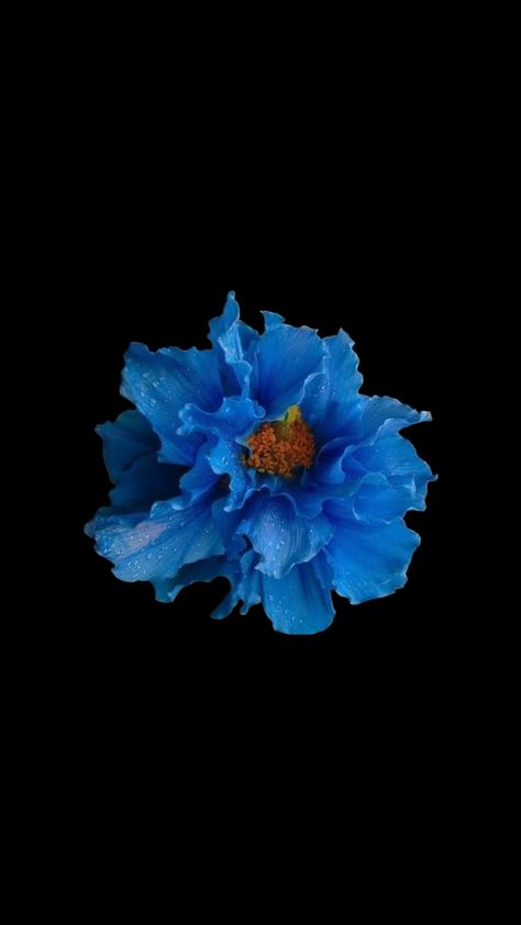 Black Flowers Wallpaper, Blue Flowers Background, Flowers Black Background, Flower Background Iphone, Blue Flower Wallpaper, Cross Wallpaper, Blue Hibiscus, Iphone Lockscreen Wallpaper, Flower Icons