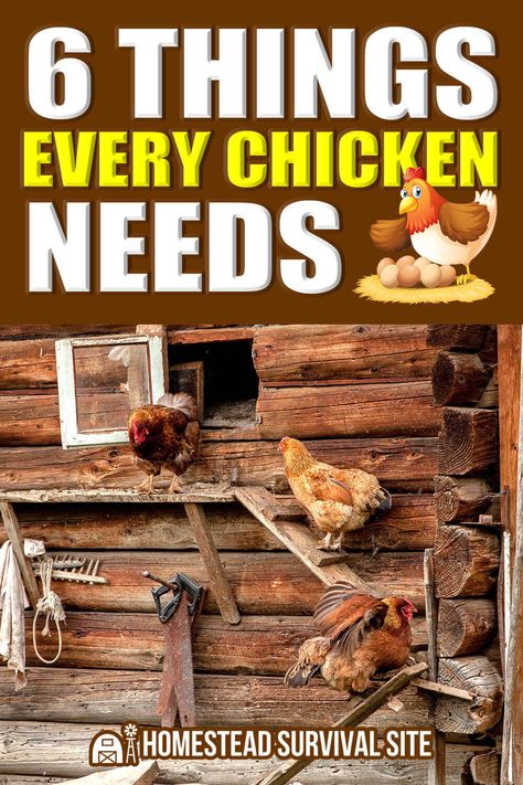 Getting Chickens, Homestead Lifestyle, Chicken Diet, Chicken Feathers, Domestic Animals, Homestead Survival, Emergency Prepping, Healthy And Happy, Be Healthy