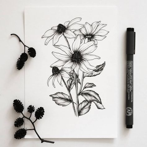 Black Eyed Susan Drawing, Black Eyed Susan Tattoo, Black Eyed Susans, Dessert Bakery, Illustrator Art, Black Eyed, Black Eyed Susan, Tattoo Stencils, Best Artist