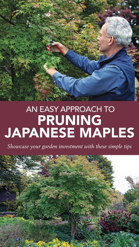 Showcase your garden investment with these simple tips. Japanese Maple Tree Care, Lawn Care Schedule, Weeping Trees, Porch Landscaping, Columnar Trees, Japanese Maples, Japanese Language Learning, Japanese Maple Tree, Fine Gardening