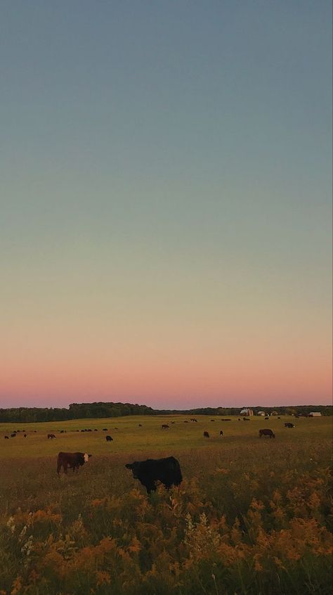 Cows In A Field Aesthetic, Kirsten Core Aesthetic, Farm Iphone Wallpaper, Sunset Farm Aesthetic, Country Field Aesthetic, Farm Sunset Aesthetic, Farm Wallpaper Aesthetic, Kaitlin Core Aesthetics, Elicore Aesthetic