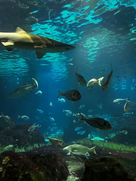 Sharks In Aquariums, Toronto Aquarium, Shark Aquarium, Ocean Aquarium, Pretty Fish, Marine Biology, Ocean Creatures, Marine Animals, Ocean Animals