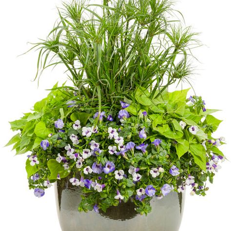 Dancing in the Dark with Thriller | Proven Winners Torenia Flowers Container, Proven Winners Containers, Wishbone Flower, Garden Combinations, Container Recipes, Container Arrangements, Filler Ideas, Bog Plants, Flower Containers