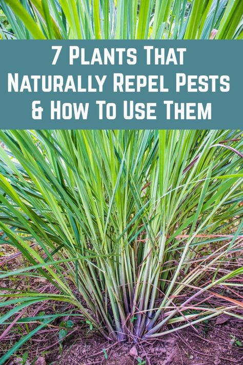 7 Plants That Naturally Repel Pests and How To Use Them Rodent Repellent Plants, Insect Repellent Plants, Rat Repellent, Plants That Repel Bugs, Planting Marigolds, Rodent Repellent, Mice Repellent, Household Pests, Natural Mosquito Repellant