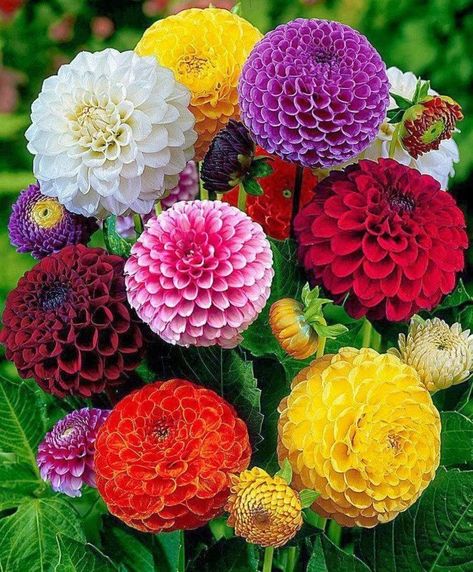 Garden Tool Holder, Flower Mix, Growing Dahlias, Daucus Carota, Dahlia Flower, Bulb Flowers, Exotic Flowers, The Grass, Planting Seeds