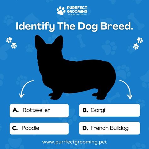 It's Quiz Time!!!  How well do you know about Dogs? Guess the dog breed and comment below. Dog Content Ideas, Purple Groom, Pubmats Ideas, Dog Therapy, Pet Advertising, Mobile Pet Grooming, Dog Marketing, Pet Brand, Pet Shelter