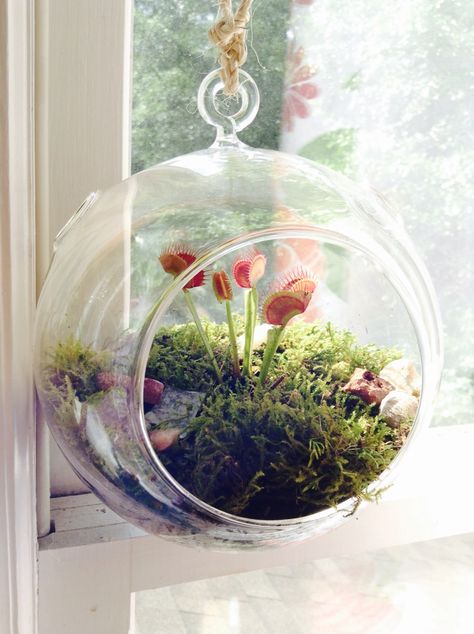 DIY Hanging Terrarium Planter: gravel, mosses, some decorative pebbles...hang it with braided twine! Ideal for venus flytraps in the window. Decorative Terrarium, Venus Fly Trap Terrarium, Carnivorous Plants Terrarium, Decorative Pebbles, Plant Goals, Beautiful Terrariums, Hanging Terrarium, Mini Terrarium, Venus Fly Trap