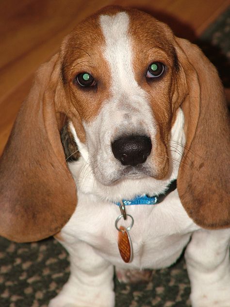 Looks so much like our Bagel dog, Mr Hobbs. I love beagles & bassets. Basset Hound Mix, Bagel Dog, Pet Pet, Bassett Hound, Basset Hounds, Hound Dog, Heart Melting, Basset Hound, Beautiful Animals