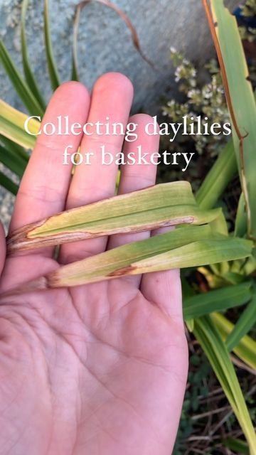 Daylily Basket Weaving, Dream Weaver, Golden Leaves, Plant Powered, Daylilies, The Soil, Crafts To Do, Basket Weaving, Twine