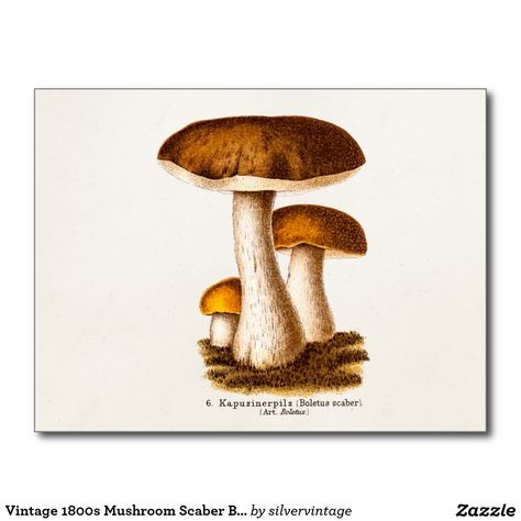 Vintage 1800s Mushroom Scaber Brown Mushrooms Postcard  Table number cards? Mushrooms Poster, Mushroom Illustrations, Mushroom Poster, Mushroom Wallpaper, Mushroom Drawing, Brown Mushroom, Brown Painting, Botanical Illustration Vintage, Painting Canvases