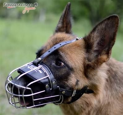 Muzzle Aesthetic, Dog Muzzles, Dog Reference, Dogs Aesthetic, Animal Poses, Dog Muzzle, Animal Accessories, Gear Art, Dog Gear