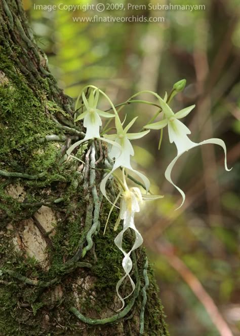 Ghost Orchid, Mini Orquideas, Orchid Fertilizer, Jewel Orchid, Orchid Greenhouse, Rare Orchids, Beauty In Nature, Wild Orchid, Orchid Flowers