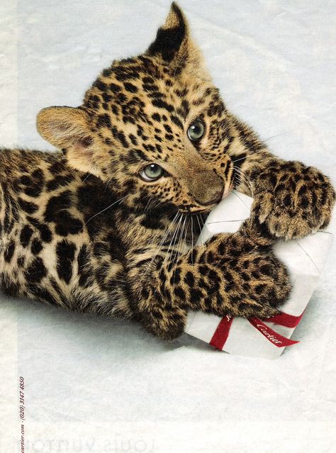 Cartier Leopard, Leopard Cub, Baby Leopard, Cartier Panthere, Baby Tiger, Pretty Animals, Leopards, Beautiful Cats, Big Cats