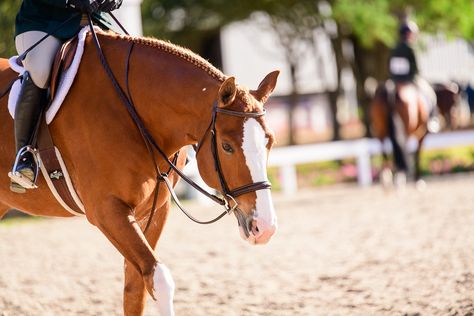 equestrian-taxes Horse Business, Foster Animals, Horse Magazine, Retirement Fund, Quickbooks Online, Capital Investment, Business Software, Tax Deductions, Saving For Retirement