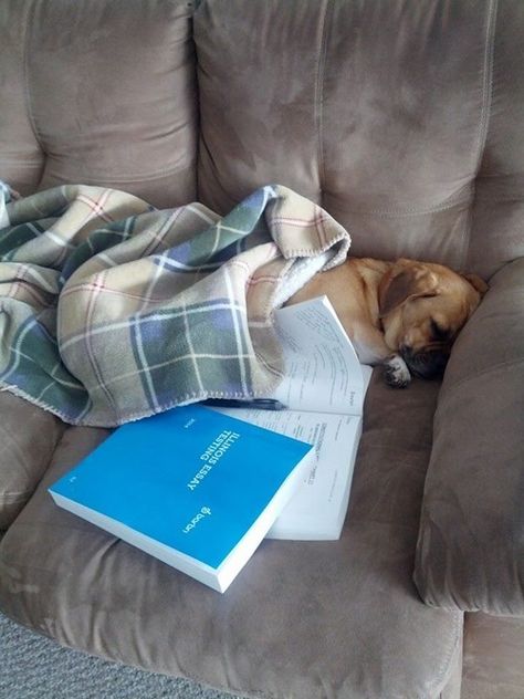 Dog Studying Funny, Dog Studying, Studying Funny, Study Mode, Long Night, Animal Study, Special Education Classroom, Law School, Dog House