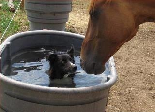 life-of-an-equestrian:    ‘dawg, get out of mah water trough’...."make me"! Dog And Horse, Horse Quote, Funny Horses, Border Collie Dog, Horses And Dogs, Funny Horse, Horse Quotes, What Do You Mean, Collie Dog