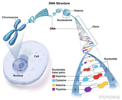 DNA Full Form: Guide for Beginners to Understand What it Is Chromosome Structure, Dna And Genes, Human Genome, Human Dna, Genetic Testing, Biology, Disease, Human