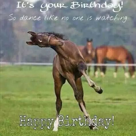 Horse Saying Happy Birthday | 17 Best images about Birthday greetings on Pinterest ... Birthday Horse, Horse Meme, Horse Running, Funny Horses, Horse Birthday, Dance Like No One Is Watching, Baby Horses, Most Beautiful Animals, Horse Quotes