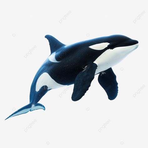 killer whale under the sea whale killer tail png Flying Whale, Ocean Tattoo, Sea Whale, Pottery Design, Ocean Tattoos, Watercolor Whale, Orca Whales, Killer Whale, Transparent Image