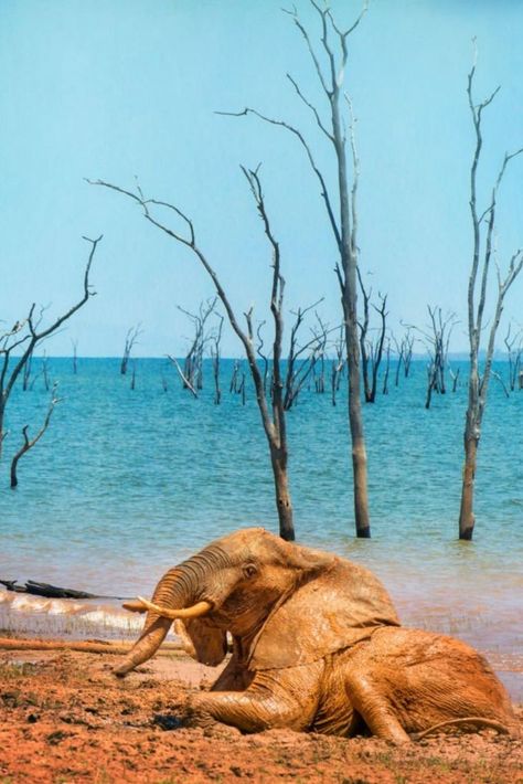 An African Elephant laying down in the mud against the shoreline of Lake Kariba and it's dead trees landscape in Zimbabwe. #wild #nature #Africa #zimbabwe #elephant #africa_elephant #wildlife_photography Zimbabwe, African Elephant, Landscape Trees, Wildlife Photography, Elephant, Lake, Water, Animals