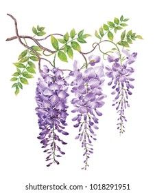 Lukisan Pokok, Wisteria Watercolor, Wisteria Painting, Watercolor Flower Art, 수채화 그림, Background White, Watercolor Inspiration, Flower Art Painting, Card Birthday