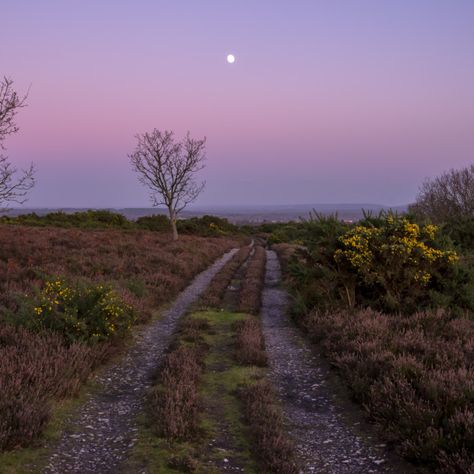 Shrubland Landscape, Cold Summer Aesthetic, Cold Day Aesthetic, Cold Sunset, Dusk Aesthetic, Shore Landscape, Walk Photography, Dusk Photography, Dusk Landscape