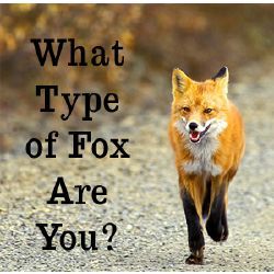 You are a..... Red Fox | What Type Of Fox are you? - Quiz Fox Breeds, Fox Drawing Easy, Fox Memes, Fox Facts, Fox Quotes, Fox Species, Cute Fox Drawing, Swift Fox, Fox Pups