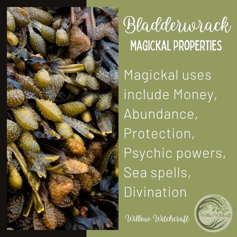 °•☆𝖂𝖎𝖑𝖑𝖔𝖜 𝖂𝖎𝖙𝖈𝖍𝖈𝖗𝖆𝖋𝖙☆•° on Instagram: "Bladderwrack Magick #kitchenwitchery #kitchenwitchcraft #herbmagick🌿 #herbmagickalproperties #spells #creatingmagick #spellwork #bladderwrack #bladderwrackmagick #earthsgifts" Witchy Plants, Magickal Correspondences, Magical Food, Wand Woods, Herbal Education, Magickal Herbs, Magic Herbs, Kitchen Witchery, Witch Spell Book