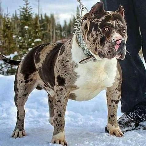 pitbull Pitbull Dog Breed, Staffordshire Terriers, Bully Breeds Dogs, Rare Dogs, Pitt Bull, Scary Dogs, Huge Dogs, Bully Dog, Blue Merle