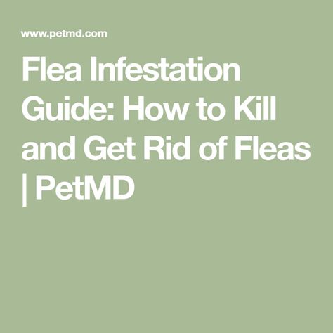 Flea Infestation Guide: How to Kill and Get Rid of Fleas | PetMD Flea Infestation Home How To Get Rid, Get Rid Of Fleas, Heartworm Prevention, Flea Infestation, Intestinal Parasites, Flea Prevention, Cat City, Flea And Tick, Animal Companions