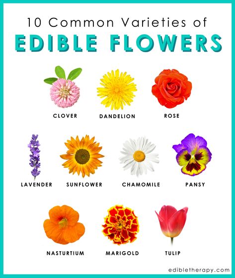 Candied Flowers, Edible Flowers Cake, Real Food Diet, Edible Flowers Recipes, Flower Chart, Culinary School, Flower Food, Edible Plants, Edible Flowers