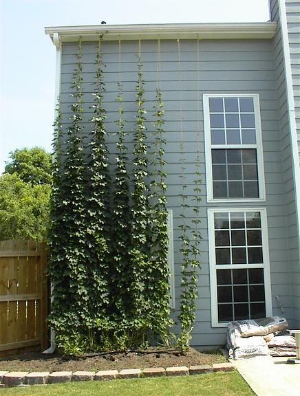 Hops on a trellis Hop Growing, Hops Growing, Hops Trellis, Growing Hops, Hops Vine, Hops Plant, Vine Trellis, Garden Venue, Garden Vines