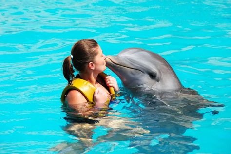 Swimming with Dolphins in Punta Cana - Hotel Lopesan Costa Bávaro Resort, Spa & Casino (Punta Cana) Dubai Dolphinarium, Swim With Dolphins, Ultimate Bucket List, A Dolphin, Norwegian Cruise, Shore Excursions, Panama City Beach, Royal Caribbean, Punta Cana