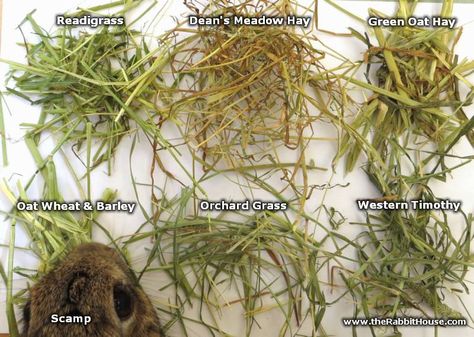 The main component of every rabbit's diet should be fresh grass or hay (dried grass). Backyard Livestock, Hay For Rabbits, Hay Meadow, Bunny Supplies, Rabbit Diet, Pet Rabbit Care, Grass Hay, Rabbit Hay, Rabbit House