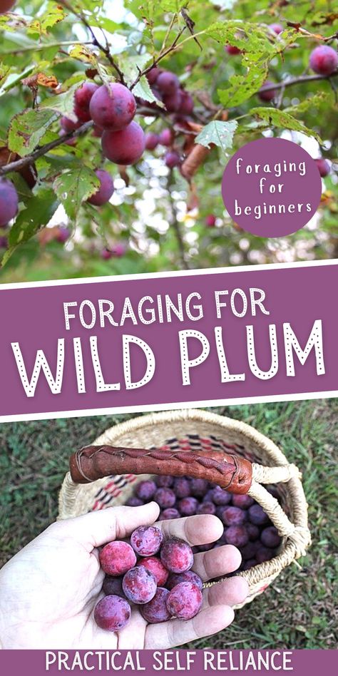 Fall Foraging, Wild Plum, Wild Foraging, Wild Food Foraging, Plum Recipes, Foraging Recipes, Edible Wild Plants, Foraged Food, Survival Gardening