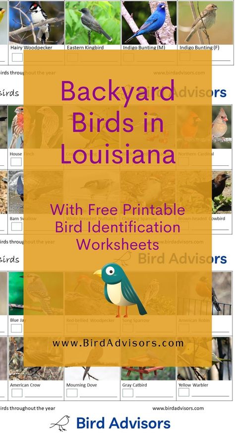 Backyard Birds in Louisiana with Free Bird Identification and Tally Worksheets Louisiana Birds, Backyard Birds Watching, Free Id, Southern Baby, American Crow, Song Sparrow, Barn Swallow, Bird Identification, Common Birds