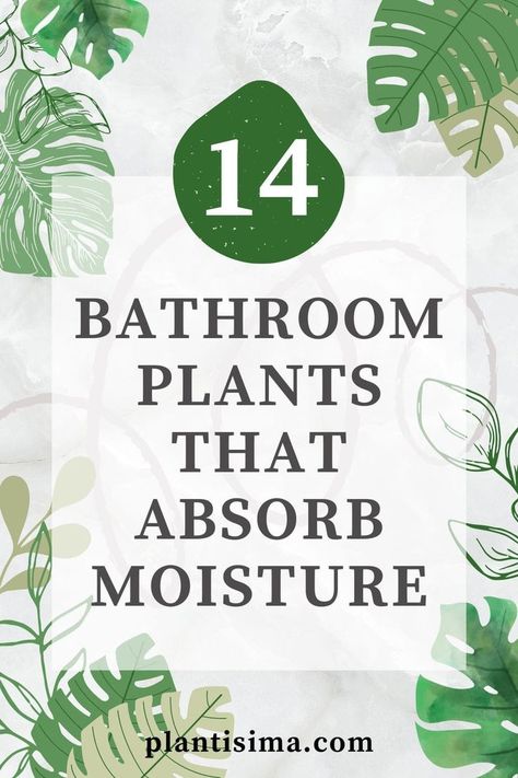 Mold problems? Say no more. Learn all about 15 bathroom plants that absorb moisture plus look great in your home. You will love these! Inside House Plants, Best Bathroom Plants, Indoor Plant Wall, Household Plants, Plant Care Houseplant, Hanging Plant Wall, Inside Plants, Growing Plants Indoors, Best Indoor Plants