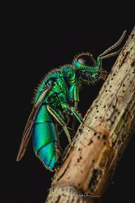 Metallic Emerald Wasp 💚 Chrysididae sp. Singapore 🇸🇬 Olympus EM Mark II | M.Zuiko 60mm Wasp Photography, Bug Board, Macro Fotografia, Twenty Dollar Bill, Regard Animal, Drawing Refrences, Boo Bees, Bees And Wasps, Bug Art