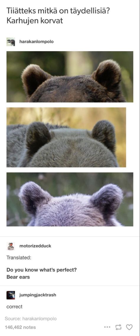 Bear Tumblr, Bear Ears, Bob Ross, Wholesome Memes, Cute Bear, Animal Memes, Cuteness Overload, Tumblr Posts, Cute Funny Animals