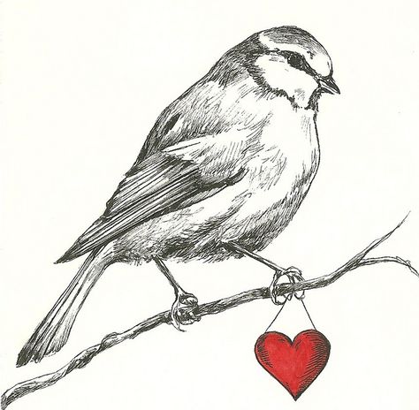 Bird Sketch, Bird Pictures, Arte Animal, Bird Drawings, Little Birds, 로고 디자인, Vintage Graphics, Art Drawings Sketches, Bird Art